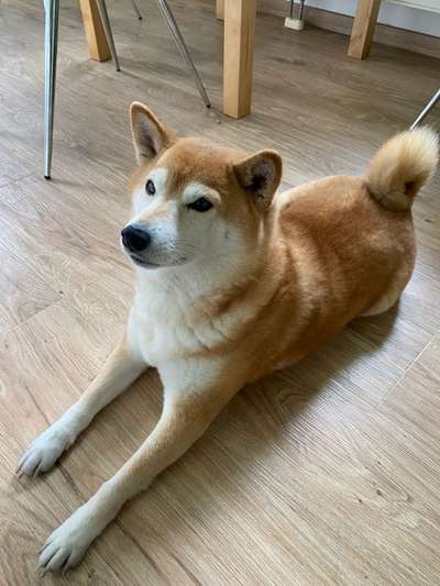 Shiba - Eltern-Beitrag-Bild