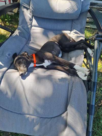 Windhunde - Treffen der besonderen Schönheiten
HERZLICH WILLKOMMEN-Beitrag-Bild