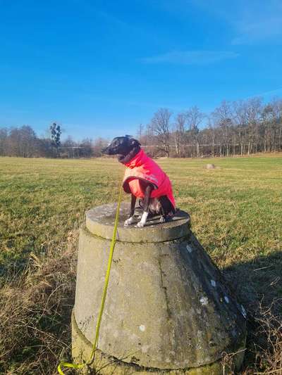 Hundetreffen-Suche Hundekontakte in Weixdorf,Klotzsche und Umgebung-Bild