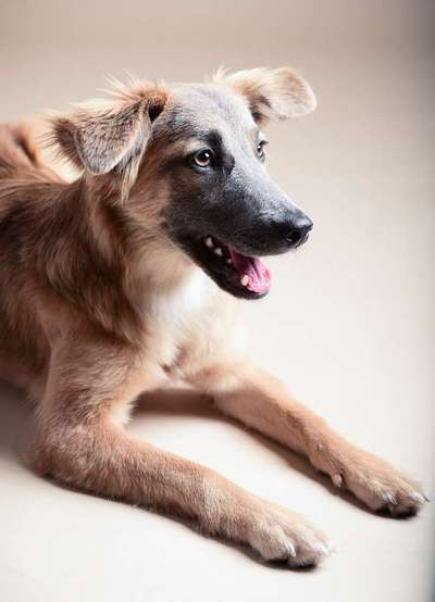 Die Dogorama Kalender Challenge Titelbild-Beitrag-Bild