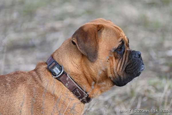 Die Dogorama Wochen Challenge: “Dein Hund im Urlaub”-Beitrag-Bild