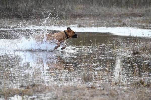 Die Dogorama Kalender Challenge Teil 3/4-Beitrag-Bild
