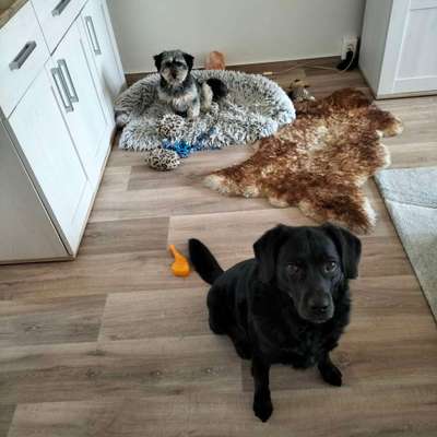 Hundetreffen-Spazieren,Spielen-Bild