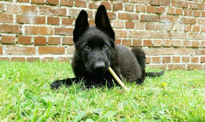 Dein Hund im Dogorama-Kalender 2021-Beitrag-Bild