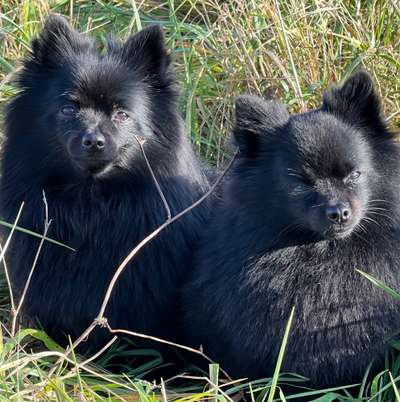 Hundetreffen-Spielen und gassi gehen mit meinen kleinen-Bild