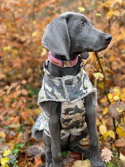 Weimaraner-Beitrag-Bild