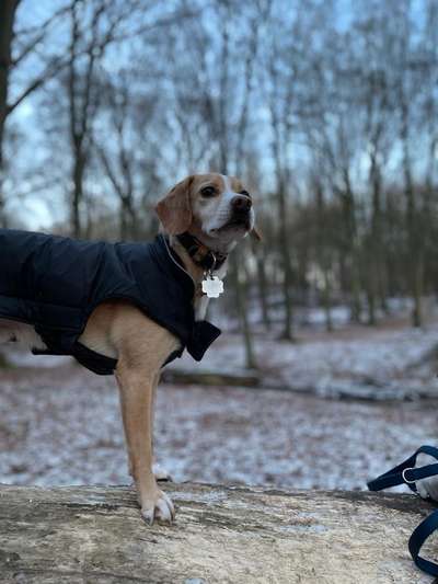 Dogorama Photo Challenge - Winterstimmung-Beitrag-Bild