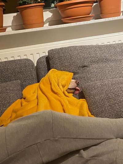 Dogorama Photo Challenge - Versteckspiel-Beitrag-Bild