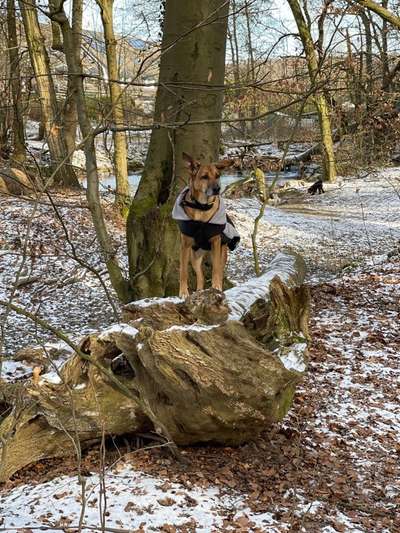 Dogorama Photo Challenge - Winterstimmung-Beitrag-Bild