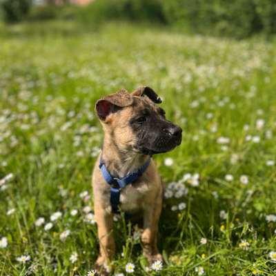 Hundetreffen-Welpentreffen in Rostock-Bild