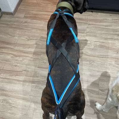 Zuggeschirr-Beitrag-Bild