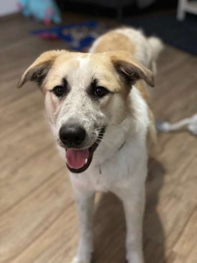 Dogorama Photo Challenge - Hundeblick zum hinschmelzen-Beitrag-Bild