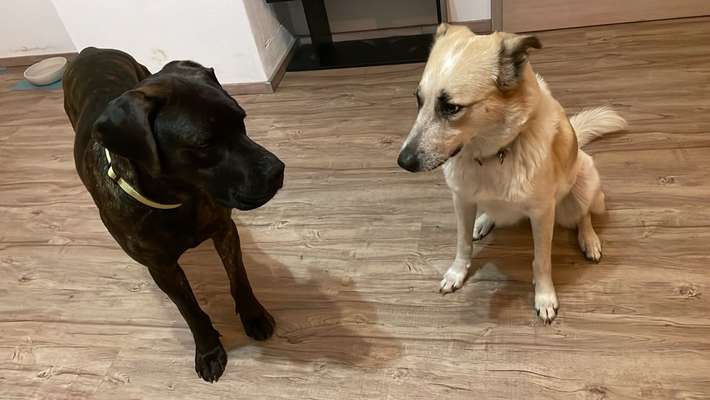 Hundetreppe fürs Dachzelt-Beitrag-Bild