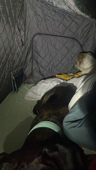 Hundetreppe fürs Dachzelt-Beitrag-Bild