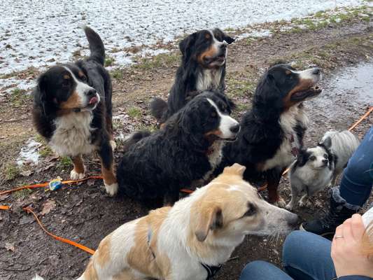 Berner Sennen-Beitrag-Bild