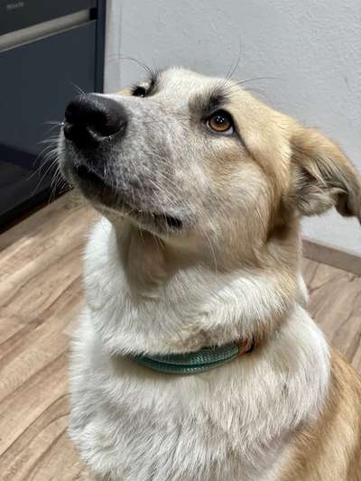 Mischlingshunde Foto Aufruf-Beitrag-Bild