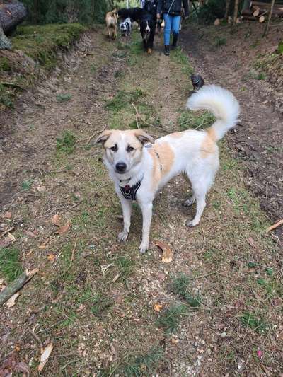 Mischlinge raten - Rätselspaß-Beitrag-Bild