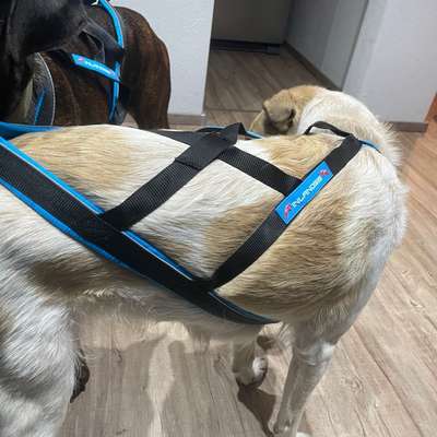 Zuggeschirr-Beitrag-Bild