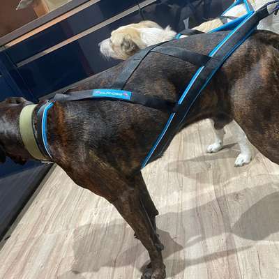 Zuggeschirr-Beitrag-Bild