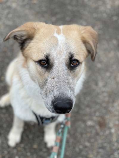 Hunderunde-Beitrag-Bild