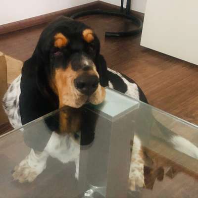 Hundetreffen-Elliot, 2-jähriger Basset Hound (kastriert) sucht Spielkameraden im Raum Singen. Gerne größer-Bild