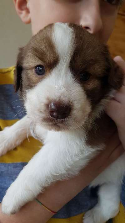 Welpen Bilder !-Beitrag-Bild