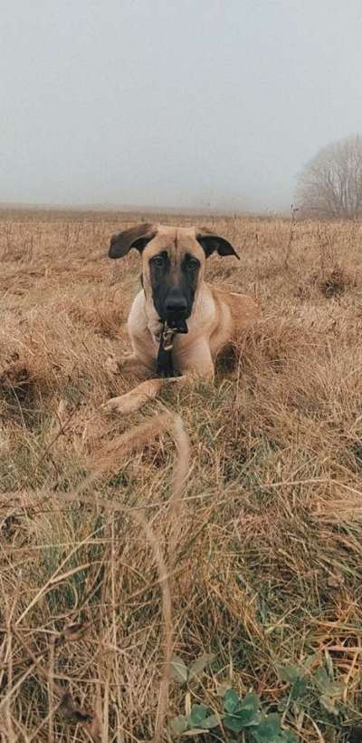 Rhodesian Ridgeback-Beitrag-Bild