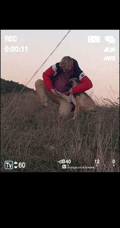 Hundetreffen-Hundetreff-Bild