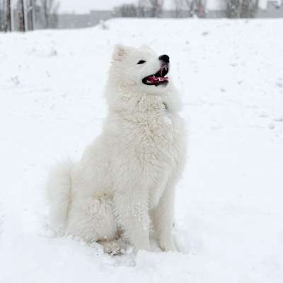 Dogorama Photo Challenge - Winterstimmung-Beitrag-Bild