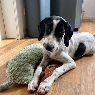 Hundetreffen-Welpen und Junghundetreffen-Bild