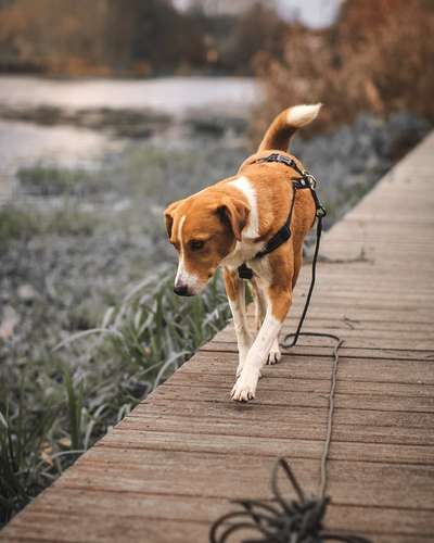 Hundetreffen-Suchen Hundefreunde zum Gassi gehen und austauschen-Bild