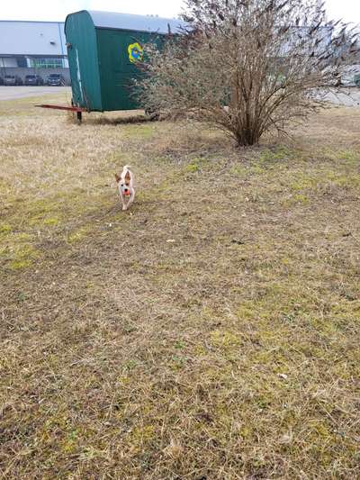 Hundetreffen-Gemeinsames Gassi-Bild