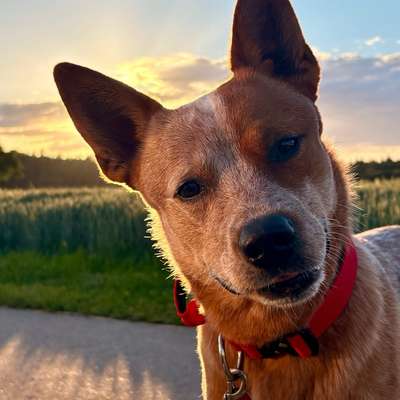 Hundetreffen-Gemeinsames Gassi-Bild