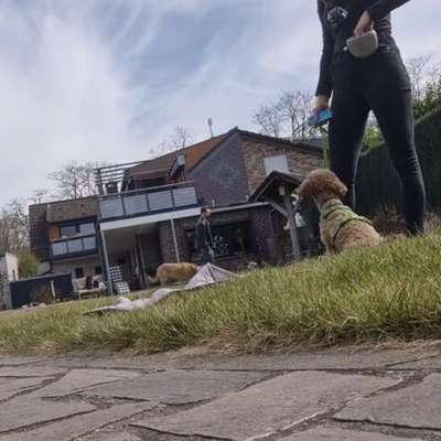 Hundetreffen-Trainingspartner für Hundebegegnung 🐶-Bild