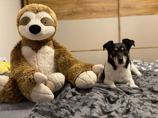 Unsere Fellnasen im Regenbogenland-Beitrag-Bild