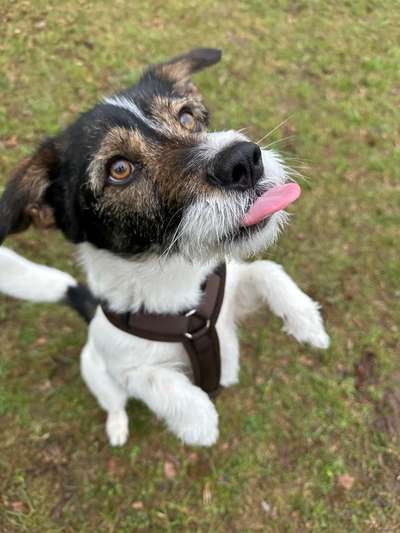TierschutzhundeStammtisch🐕-Beitrag-Bild