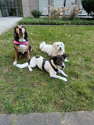 TierschutzhundeStammtisch🐕-Beitrag-Bild