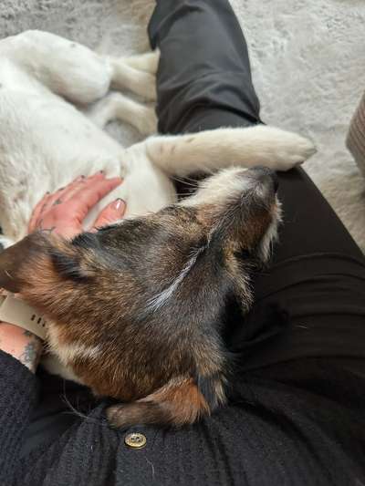 TierschutzhundeStammtisch🐕-Beitrag-Bild