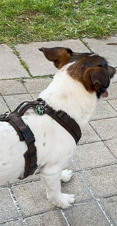 Wie sitzt mein Geschirr?-Beitrag-Bild