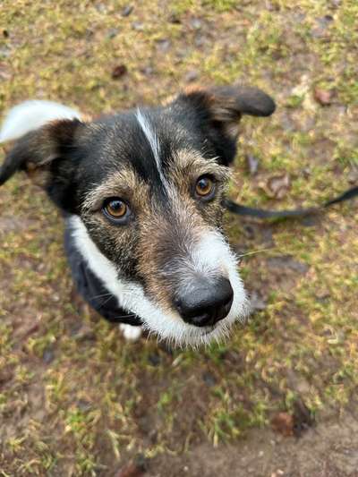TierschutzhundeStammtisch🐕-Beitrag-Bild