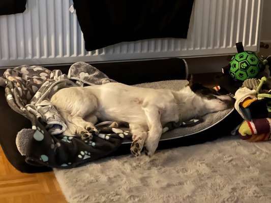 TierschutzhundeStammtisch🐕-Beitrag-Bild