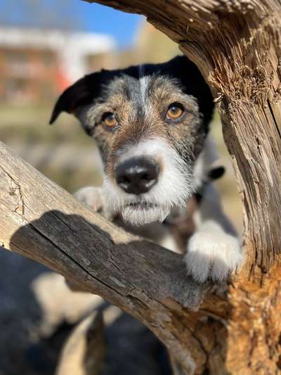 TierschutzhundeStammtisch🐕-Beitrag-Bild