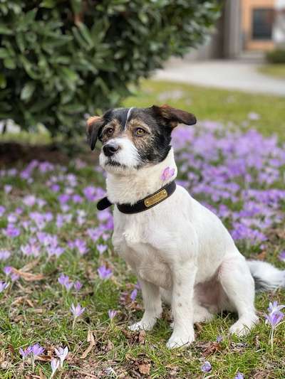 Spitzname(n) Deines Hundes-Beitrag-Bild