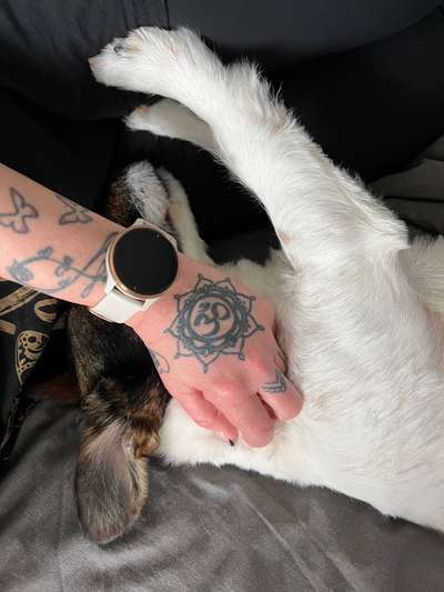 Hündin drückt Pfote gegen Arm beim Kraulen/Streicheln-Beitrag-Bild