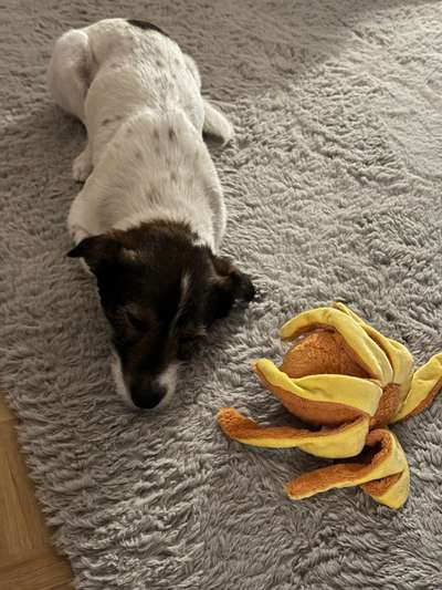 TierschutzhundeStammtisch🐕-Beitrag-Bild