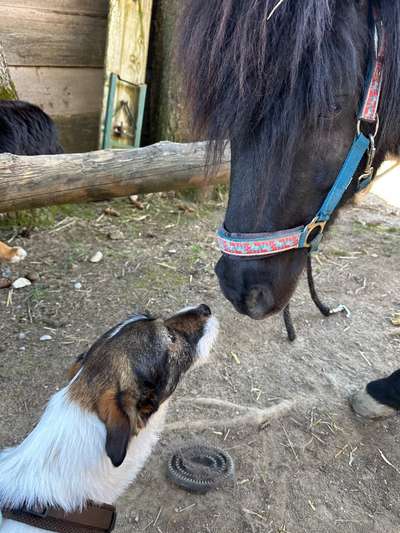 TierschutzhundeStammtisch🐕-Beitrag-Bild