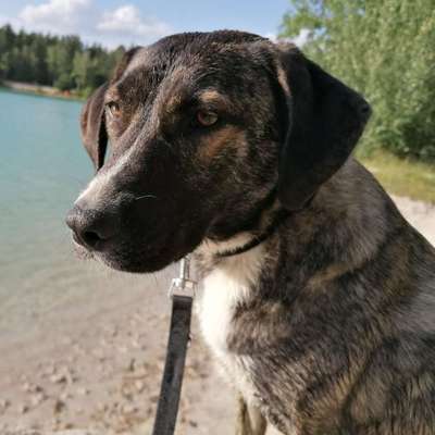 Hundetreffen-Gassi Runde und Spielespaß-Profilbild