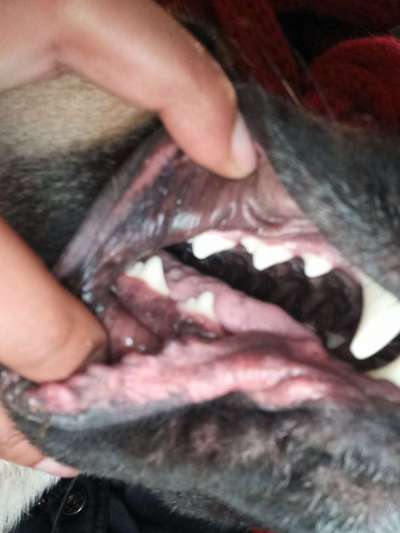 Ist Trockenfutter schädlich?-Beitrag-Bild