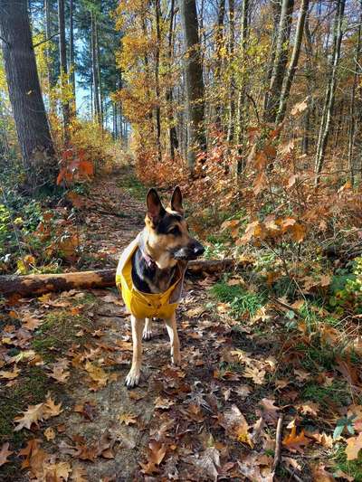 Was tragen eure Hunde zu Weihnachten?-Beitrag-Bild