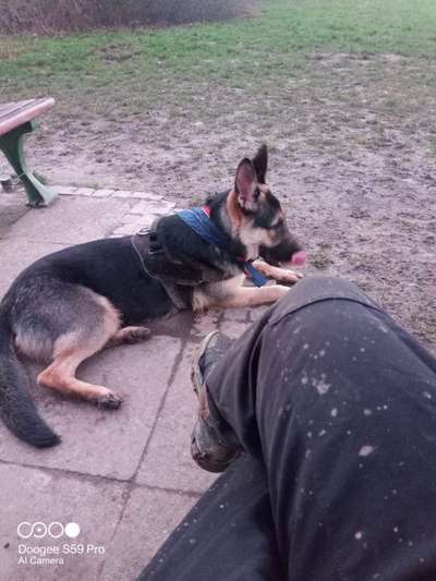 Alles rund um den Schäferhund, diskutieren erwünscht.-Beitrag-Bild